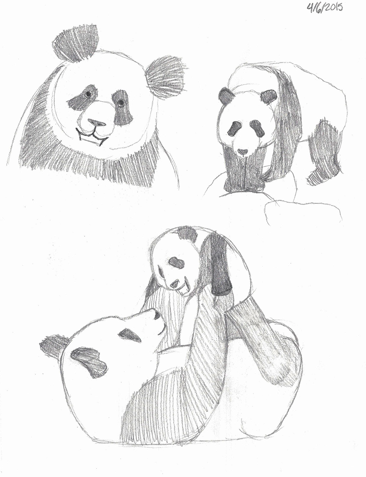 Pandas