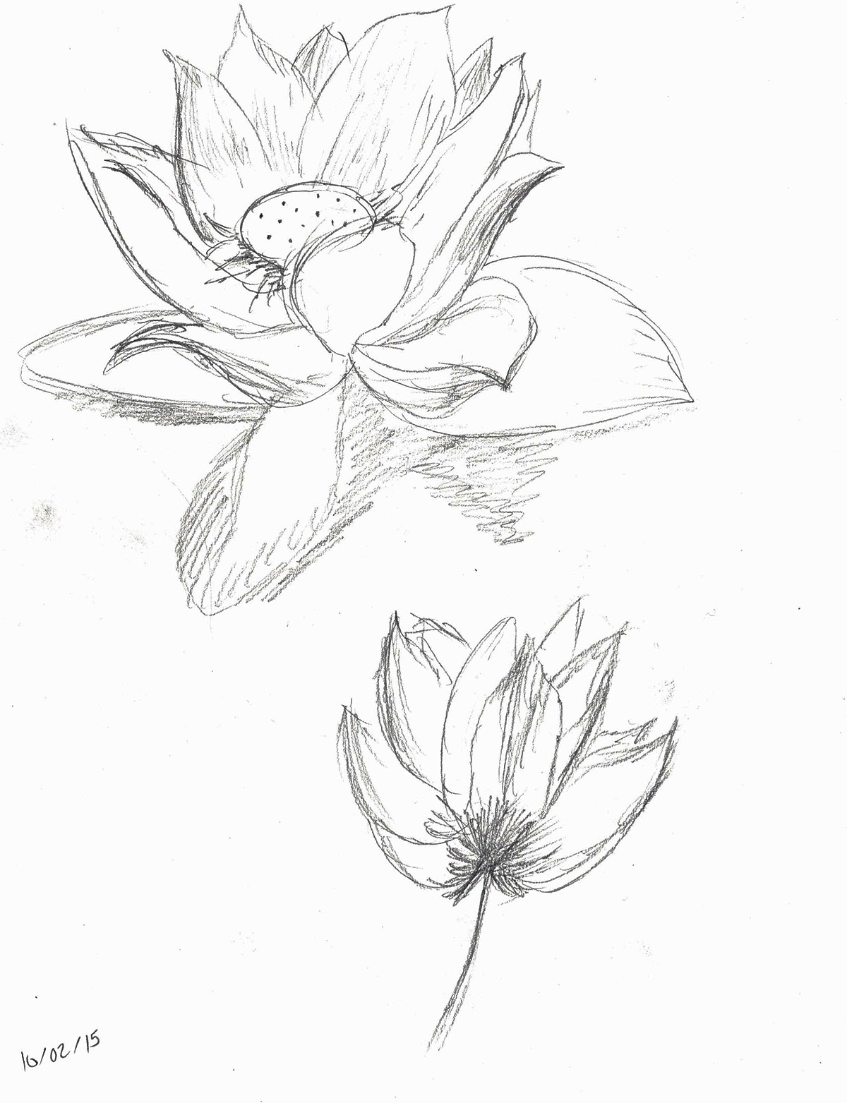 Lotus Flowers