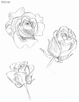 Roses