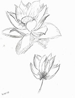 Lotus Flowers